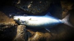 Duo Tide Minnow Slim 175 Flyer 29 gr Maket Balık