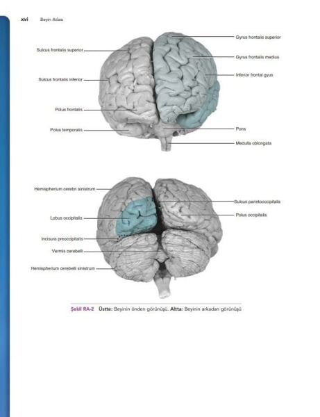 Snell Klinik Nöroanatomi