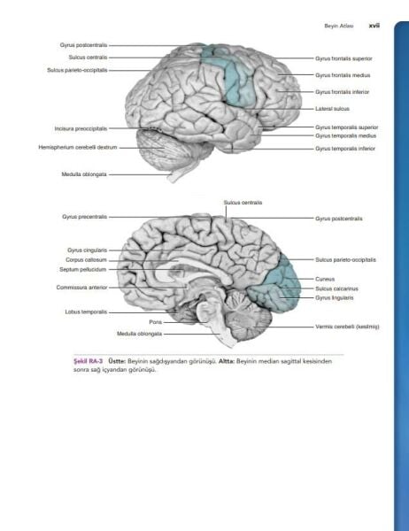 Snell Klinik Nöroanatomi