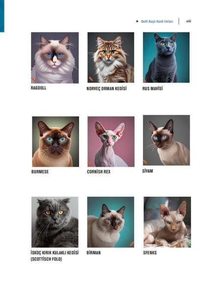 Kedilerin Temel Davranışları ve Sık Görülen Sorunlar