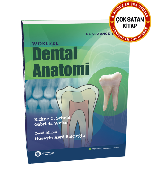 Woelfel Dental Anatomi