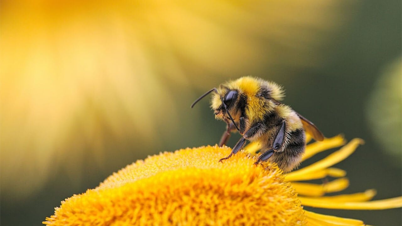 Neden Arıları Korumalıyız? Arıların Önemi