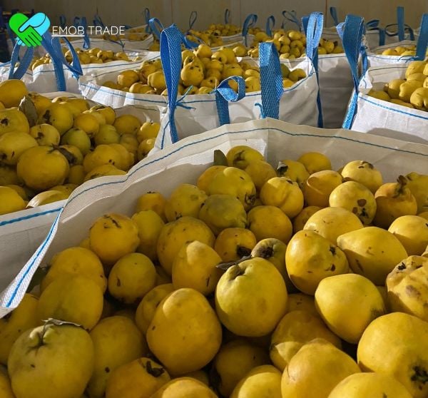 QUINCE - 25 TONS | CFR