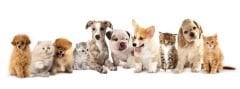 10 Adet Hediyelik Kedi Köpek  Maması  Sokak Hayvanları Mama Hediye Paketi