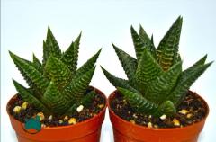 Haworthia Limifolia Yılan Sukulent Dönerli Yapılı Özel Tür