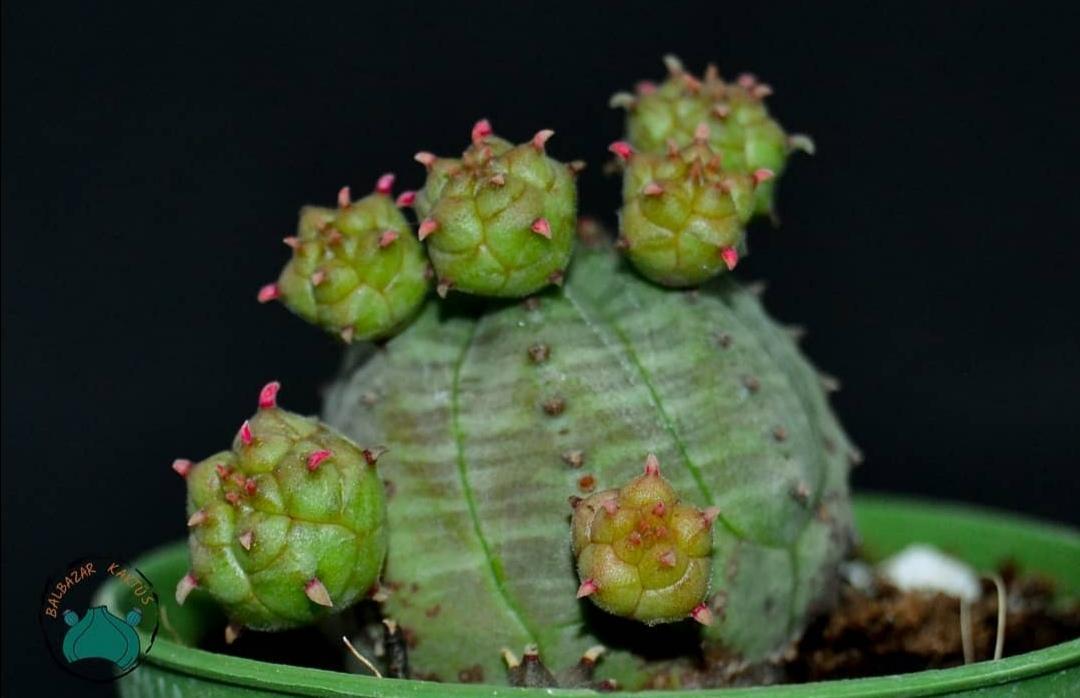 Euphorbia Pseudoglobosa Kaktüs Bol Yavru Veren Kaktüs