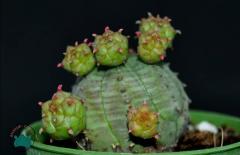 Euphorbia Pseudoglobosa Kaktüs Bol Yavru Veren Kaktüs