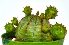 Euphorbia Pseudoglobosa Kaktüs Bol Yavru Veren Kaktüs