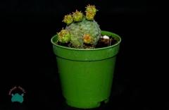 Euphorbia Pseudoglobosa Kaktüs Bol Yavru Veren Kaktüs