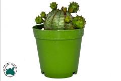 Euphorbia Pseudoglobosa Kaktüs Bol Yavru Veren Kaktüs