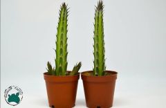 Kleinia Stapeliiformis - Turşu Sukulenti - Kırmızı Çiçek Açar