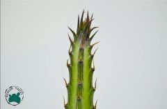 Kleinia Stapeliiformis - Turşu Sukulenti - Kırmızı Çiçek Açar