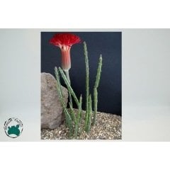 Kleinia Stapeliiformis - Turşu Sukulenti - Kırmızı Çiçek Açar