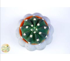 Echinopsis Subdenudata Kaktüs