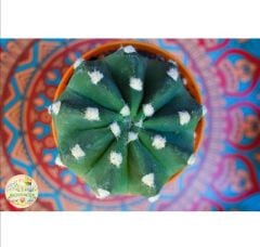Echinopsis Subdenudata Kaktüs