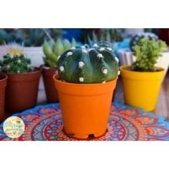 Echinopsis Subdenudata Kaktüs