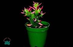 Opuntia Subulata Kaktüs