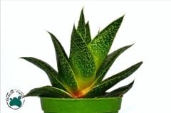 Gasteria Flow Sukulent