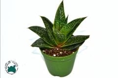 Gasteria Flow Sukulent