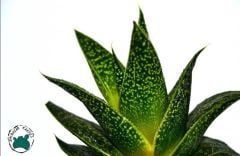 Gasteria Flow Sukulent