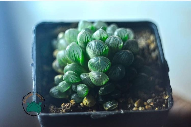 Haworthia Cooperi Sukulent - Jel Haworthia Sukulent