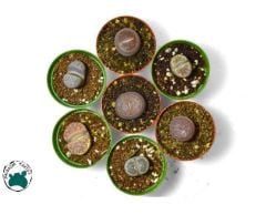 Lithops - Yaşayan Taş - Yaşayan Kaya - Taş Kaktüs