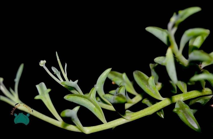 Senecio Peregrinus- String of Dolphins-Yunus Kolyesi Sukulenti