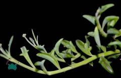 Senecio Peregrinus- String of Dolphins-Yunus Kolyesi Sukulenti