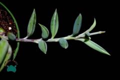 Senecio Radicans- Sarkaç Sukulent-Muz Sukulenti-String of Banana