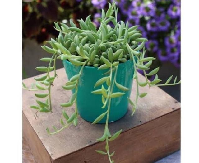 Senecio Radicans- Sarkaç Sukulent-Muz Sukulenti-String of Banana