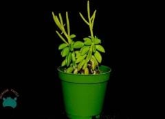 Peperomia Dolabriformis Sukulent