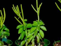 Peperomia Dolabriformis Sukulent