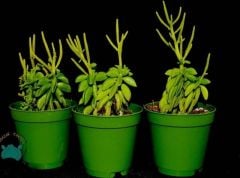 Peperomia Dolabriformis Sukulent