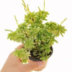 Peperomia Dolabriformis Sukulent