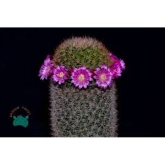 Mammillaria Pilcayensis - Kral Tacı Kaktüs (8,5cmlik saksı)