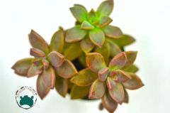 Graptosedum Bronze  Sukulent 3 köklü