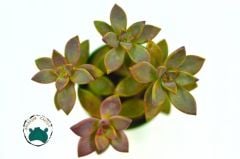 Graptosedum Bronze  Sukulent 3 köklü