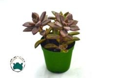 Graptosedum Bronze  Sukulent 3 köklü