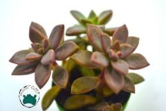 Graptosedum Bronze  Sukulent 3 köklü