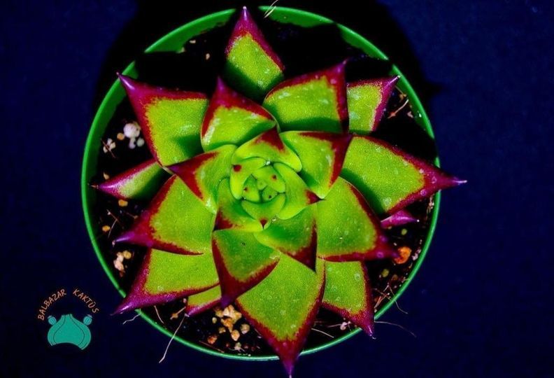 Echeveria Agavoides Ebony - Ruj Sukulent (8.5cmlik saksı)