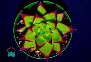 Echeveria Agavoides Ebony - Ruj Sukulent (8.5cmlik saksı)