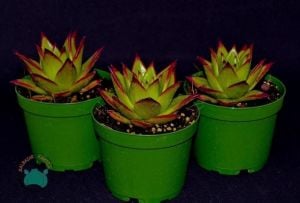 Echeveria Agavoides Ebony - Ruj Sukulent (8.5cmlik saksı)