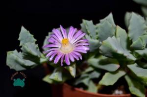 Oscularia Deltoides Sukulent - Pembe Buz Çiçeği (8.5cmlik saksı)