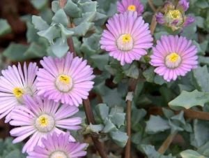 Oscularia Deltoides Sukulent - Pembe Buz Çiçeği (8.5cmlik saksı)