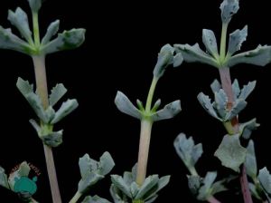 Oscularia Deltoides Sukulent - Pembe Buz Çiçeği (8.5cmlik saksı)
