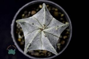 Astrophytum Myriostigma Kaktüs - Koleksiyonluk Tür (10.5cm saksı)