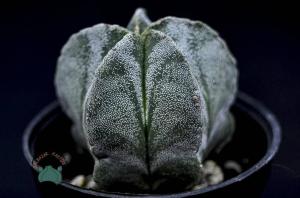 Astrophytum Myriostigma Kaktüs - Koleksiyonluk Tür (8.5cm saksı)