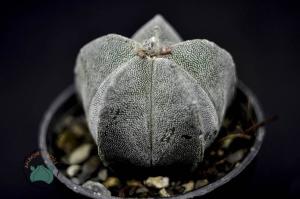 Astrophytum Myriostigma Kaktüs - Koleksiyonluk Tür (10.5cm saksı)