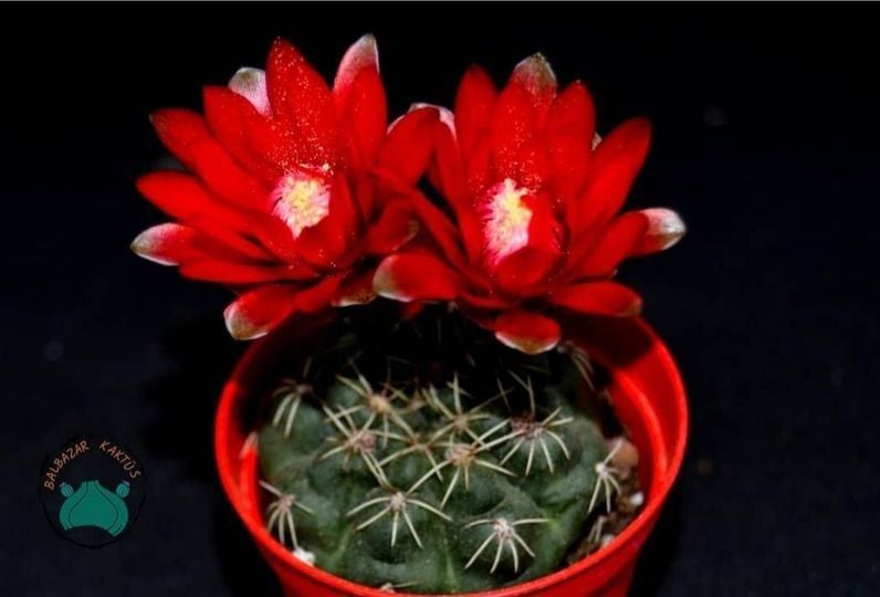 Gymnocalycium Baldianum Kaktüs - Kırmızı ve Pembe  Çiçek Açar