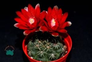 Gymnocalycium Baldianum Kaktüs - Kırmızı ve Pembe  Çiçek Açar